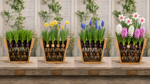 Sun Oct 18 Layered Bulb Pot 261018151